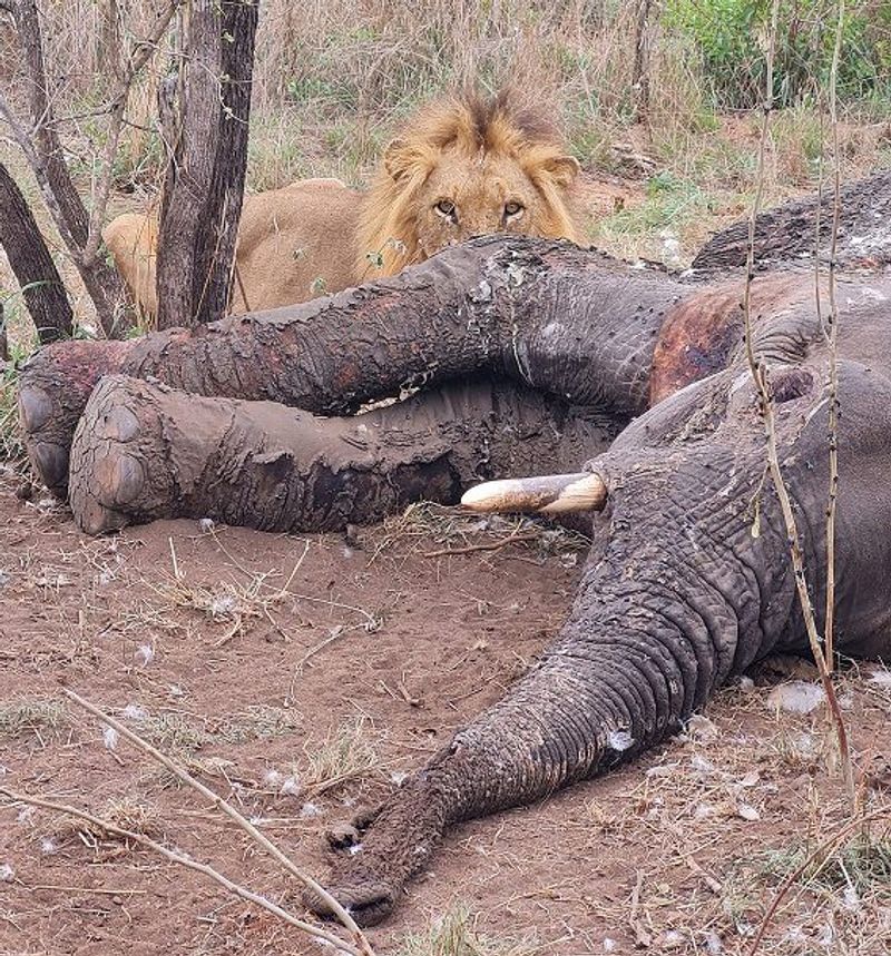 lion peeking over elephant carcass at Silvan Safari