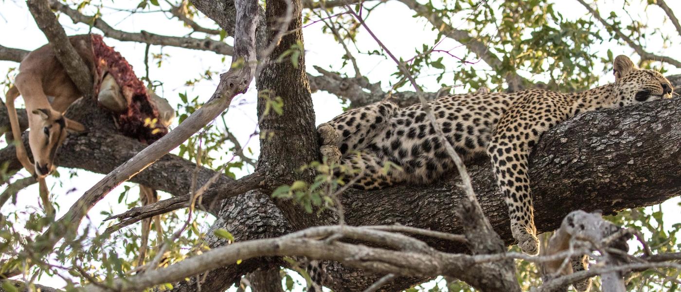 Safari à Sabi Sand - Épisode 4 : La chasse du léopard