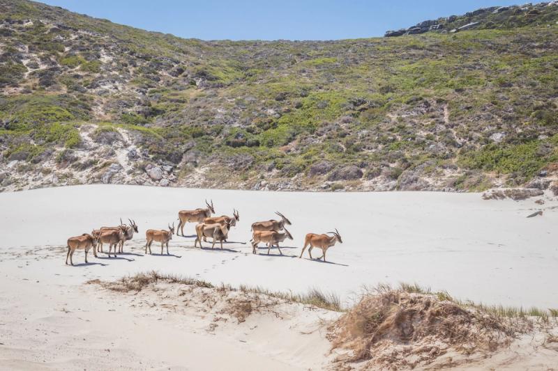 Elanantilopen bei Kapstadt am Strand vom Cape Point Nationalpark