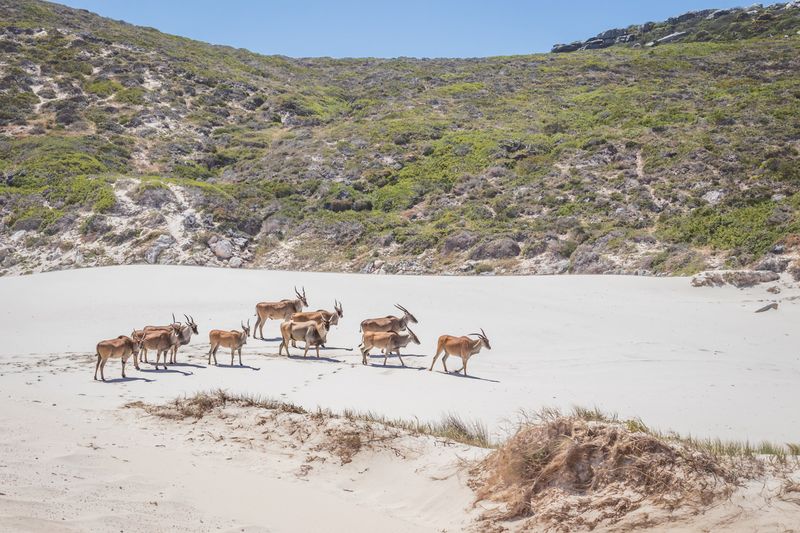Elanantilopen bei Kapstadt am Strand vom Cape Point Nationalpark