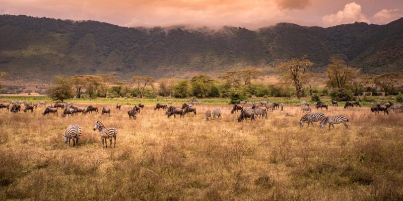 Zebra and wildebeest graze across golden grasslands beneath misty crater slopes, showcasing the wildlife density of Africa in September.