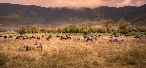 Ngorongoro Crater Safari: Why It Belongs on Your Tanzania Itinerary