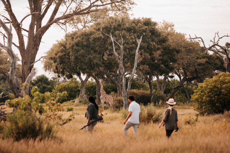Walking safari in the Okavango Delta