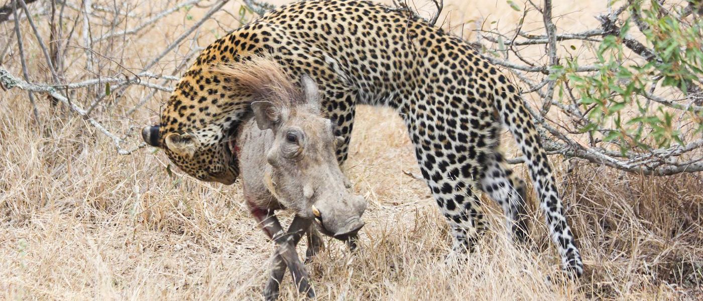 Startling Footage of a Leopard Attacking a Warthog
