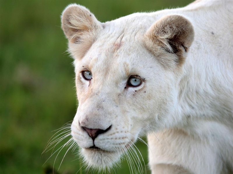Des lodges de qualité pour les budgets plus limités: Lion blanc de Timbavati