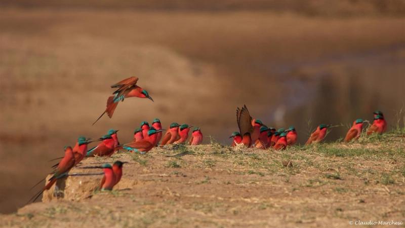 carmine bee-eater colony