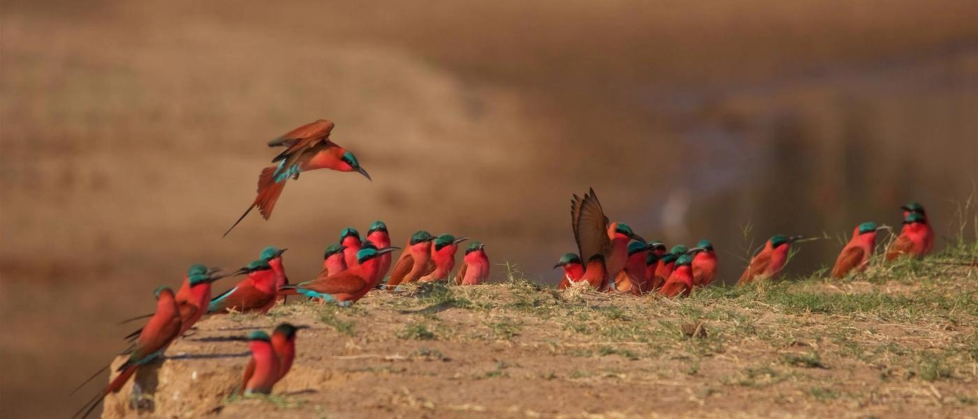 Mana Pools National Park - Adventurous Safari-Lover's Best-Kept Secret