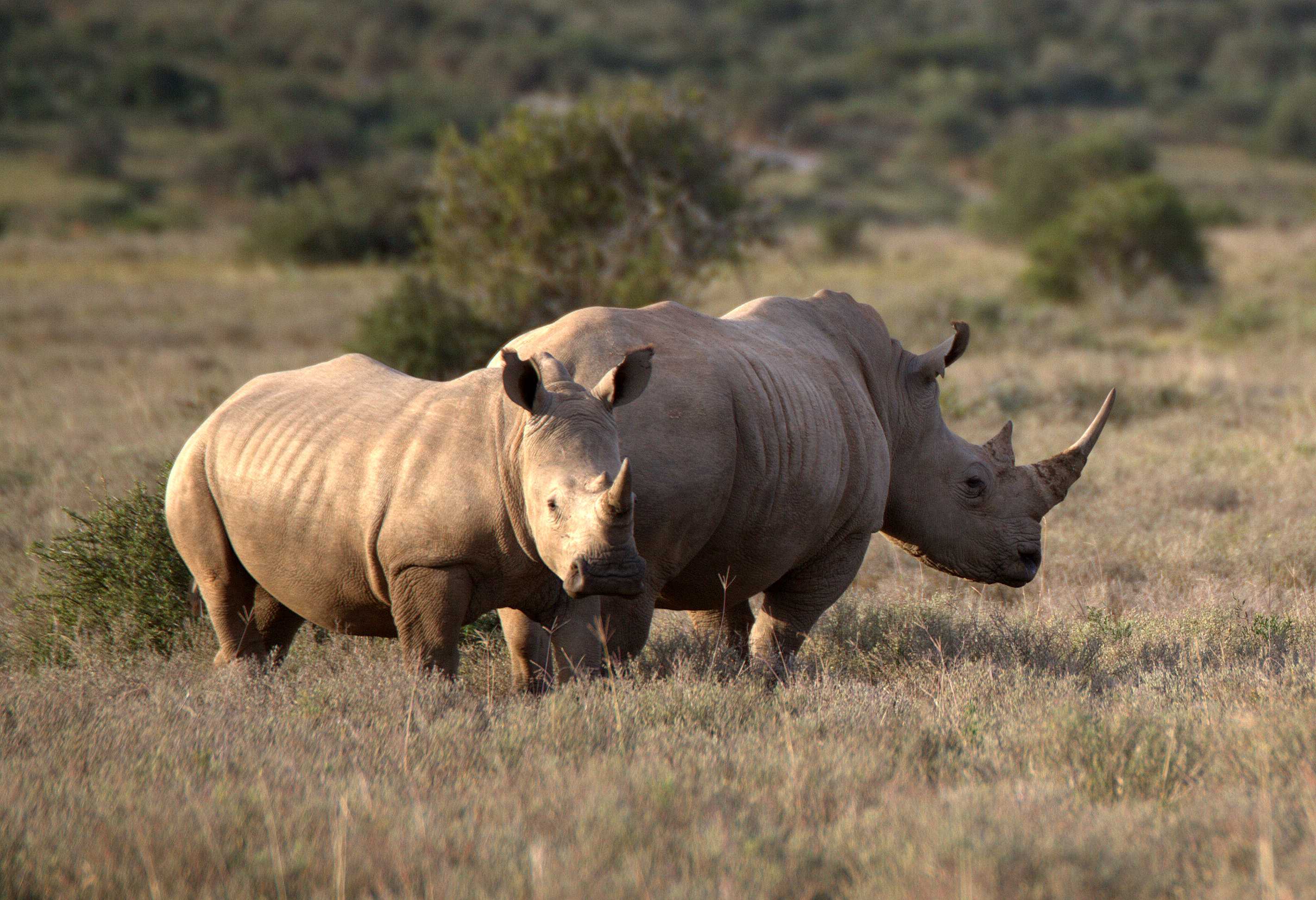 The History of Rhino Poaching in South Africa