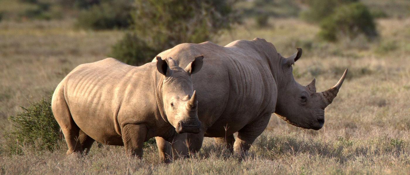 The History of Rhino Poaching in South Africa