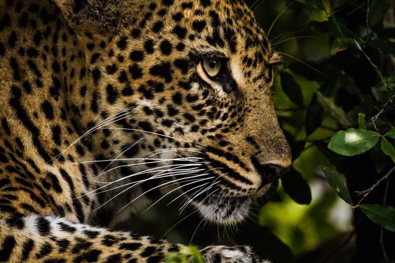 Leopard in a tree close up 