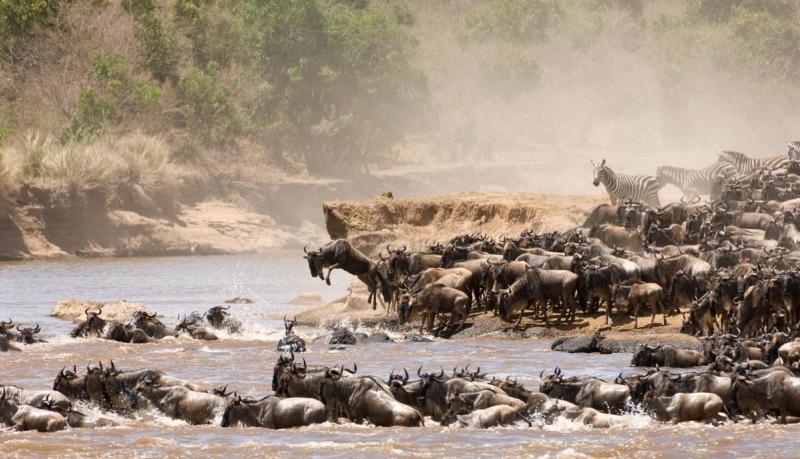 Wildebeest crossing river during the Great Migration