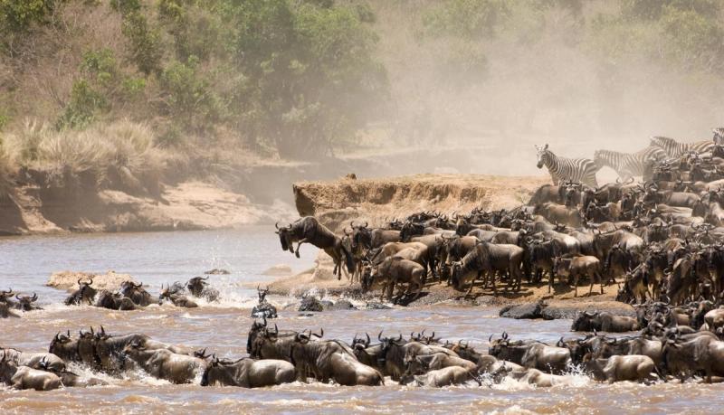 Wildebeest crossing river during the Great Migration