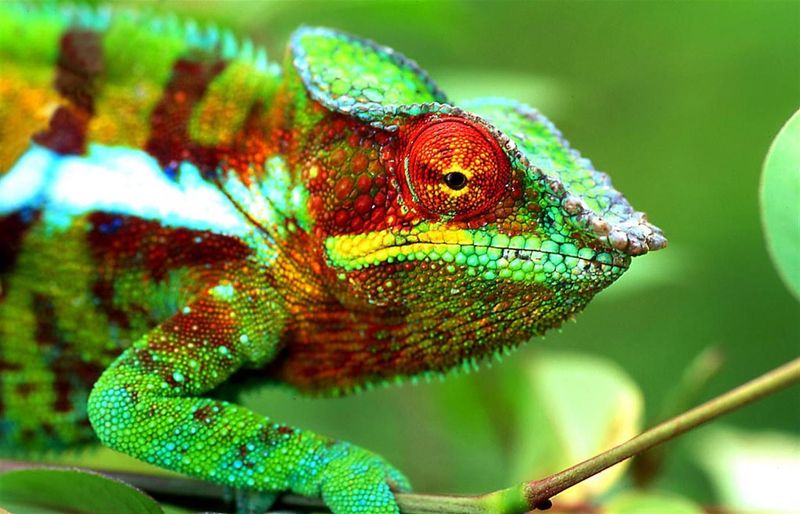 Chameleon in Madagascar