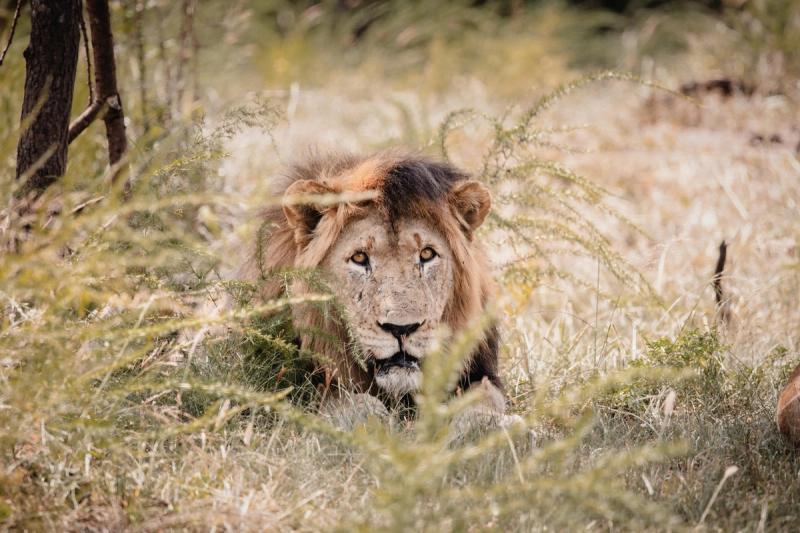 A lion in the grasslands of Akagera National Park, as seen on a Rwanda safari. 
