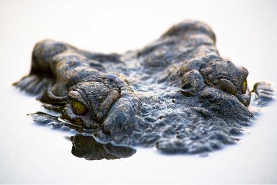 Silvan Safari Blog: Croc Luck