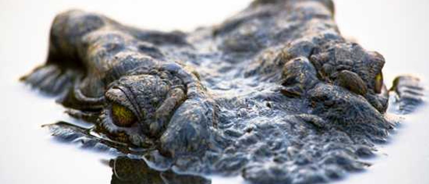 Silvan Safari Blog: Croc Luck
