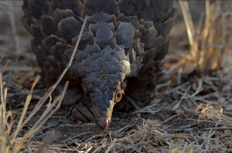 Meeting Africa’s Ghost, the Endangered Pangolin: Silvan Safari Blog