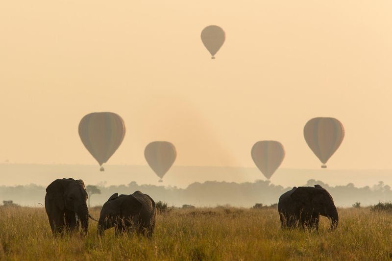 Elephants roam the grasslands below a sky filled with hot air balloons, capturing the magic of a return trip to Africa in a different season.