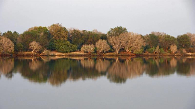 Bäume spiegeln im Sambesi-Fluss