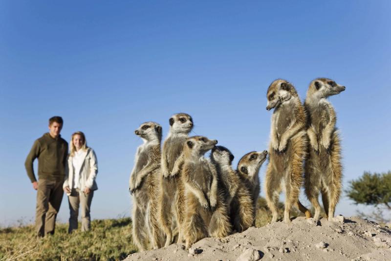 A group of meerkats – small but charismatic African animals – stand alert on a sandy mound while two people observe nearby in the background