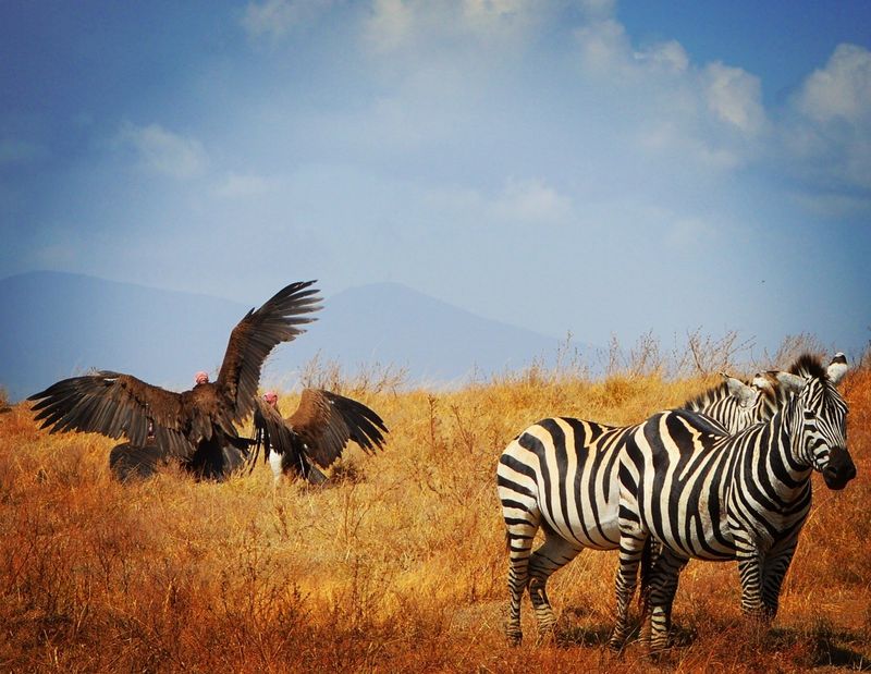 APOTY 2018 zebra and vultures
