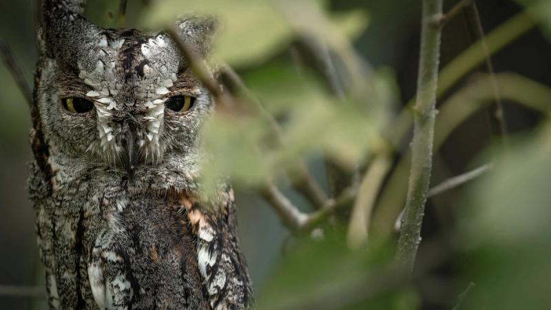 A small owl sits tucked among branches, its mottled feathers blending seamlessly with the surrounding foliage.