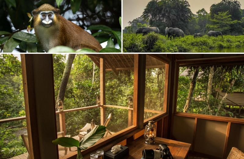 A collage shows a forest-dwelling monkey, guided wildlife tracking on foot, and a secluded rainforest lodge interior, illustrating immersive destinations for responsible travel.
