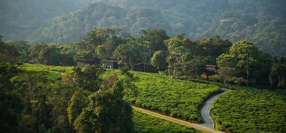 ¿Cuándo es la mejor época para visitar Ruanda?