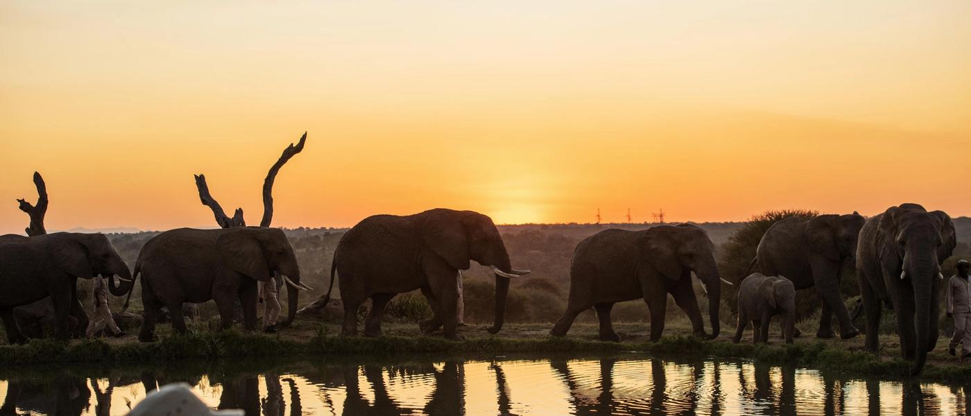 Luxury Lodges with the Best Waterholes in South Africa