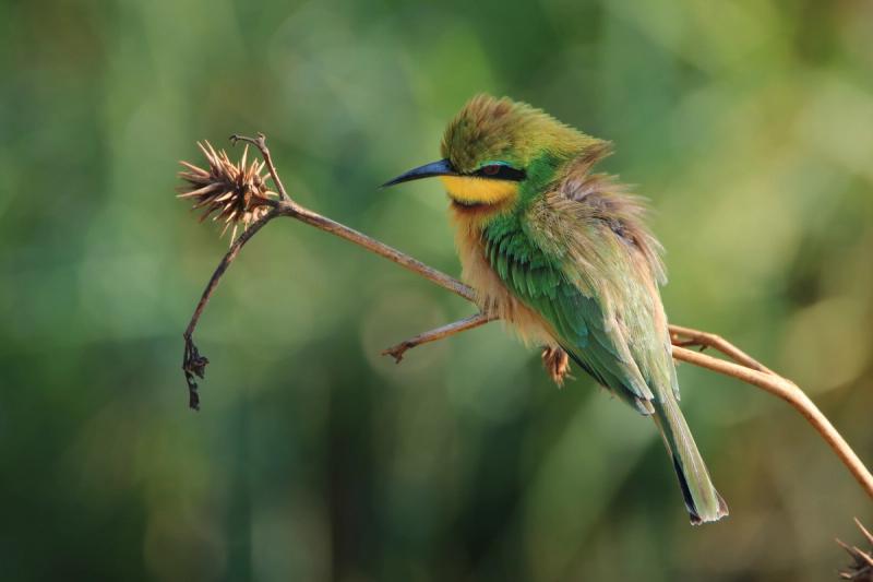 Little bee eater in Mkhuze Game Reserve in KwaZulu-Natal