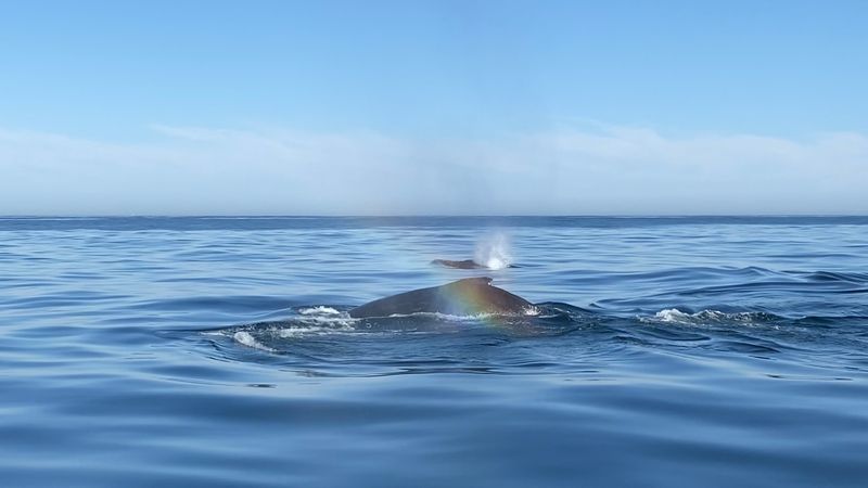Pod of whales in Gansbaai with Marine Dynamics