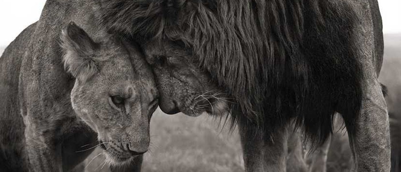 Ah… L’amour! Valentine's Day Ideas.