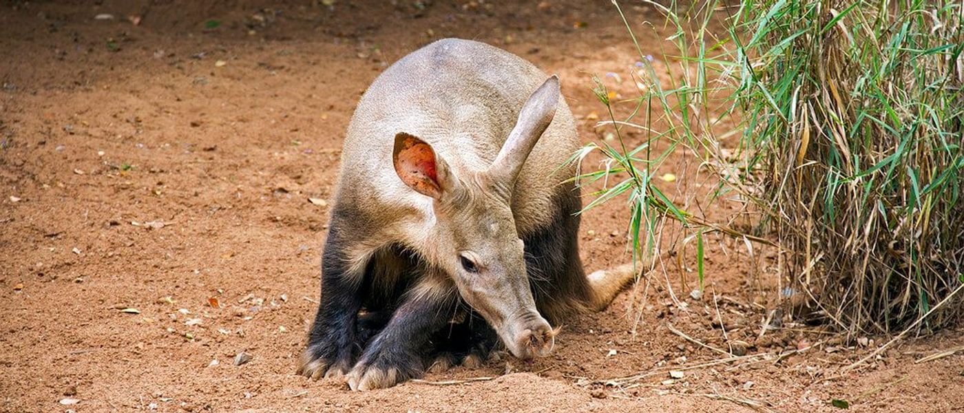 Who Are The Shy Five On An African Safari?