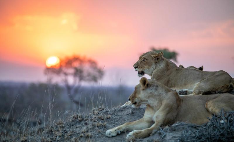 Two lionesses lie on a dusty rise, bathed in the soft glow of sunset during African travel in June and July