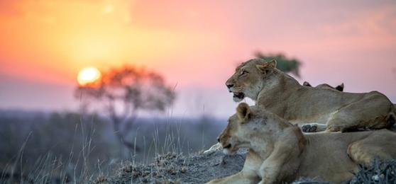 Celebrating 100 Years of Kruger