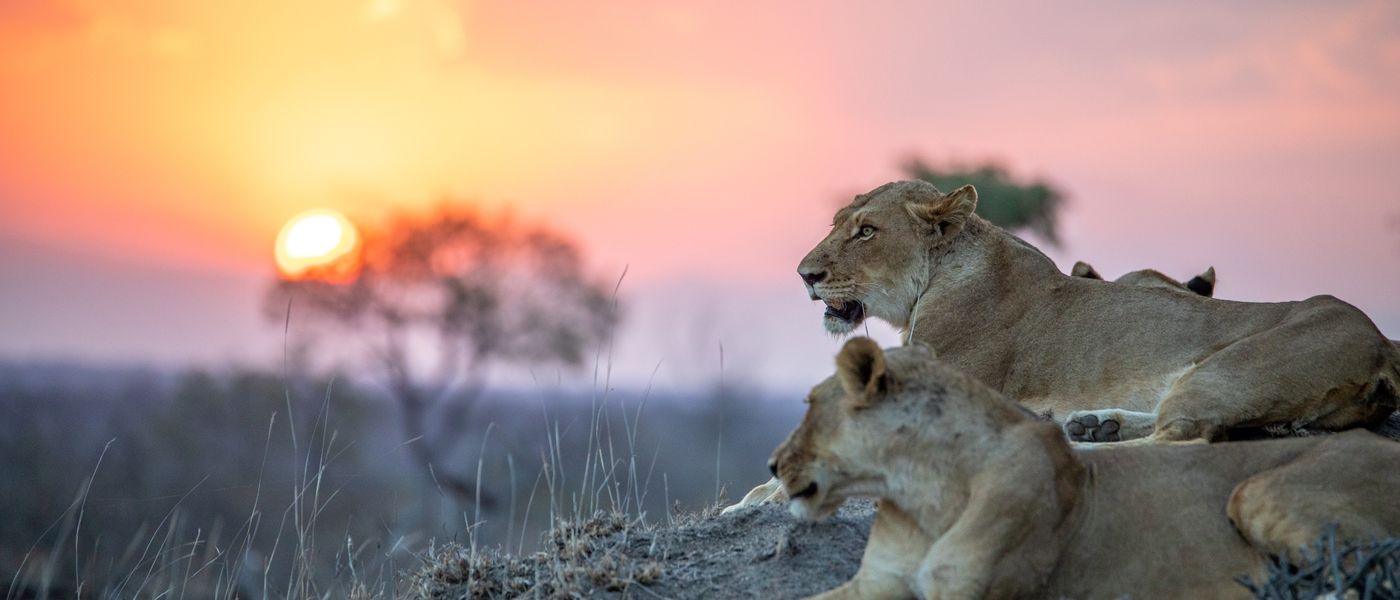Celebrating 100 Years of Kruger