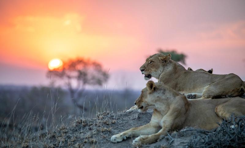 Two lionesses lie on a dusty rise, bathed in the soft glow of sunset during African travel in June and July