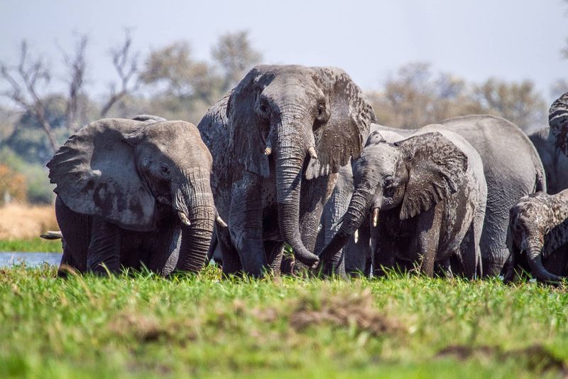 muddy elephants Machaba Camp Botswana Khwai