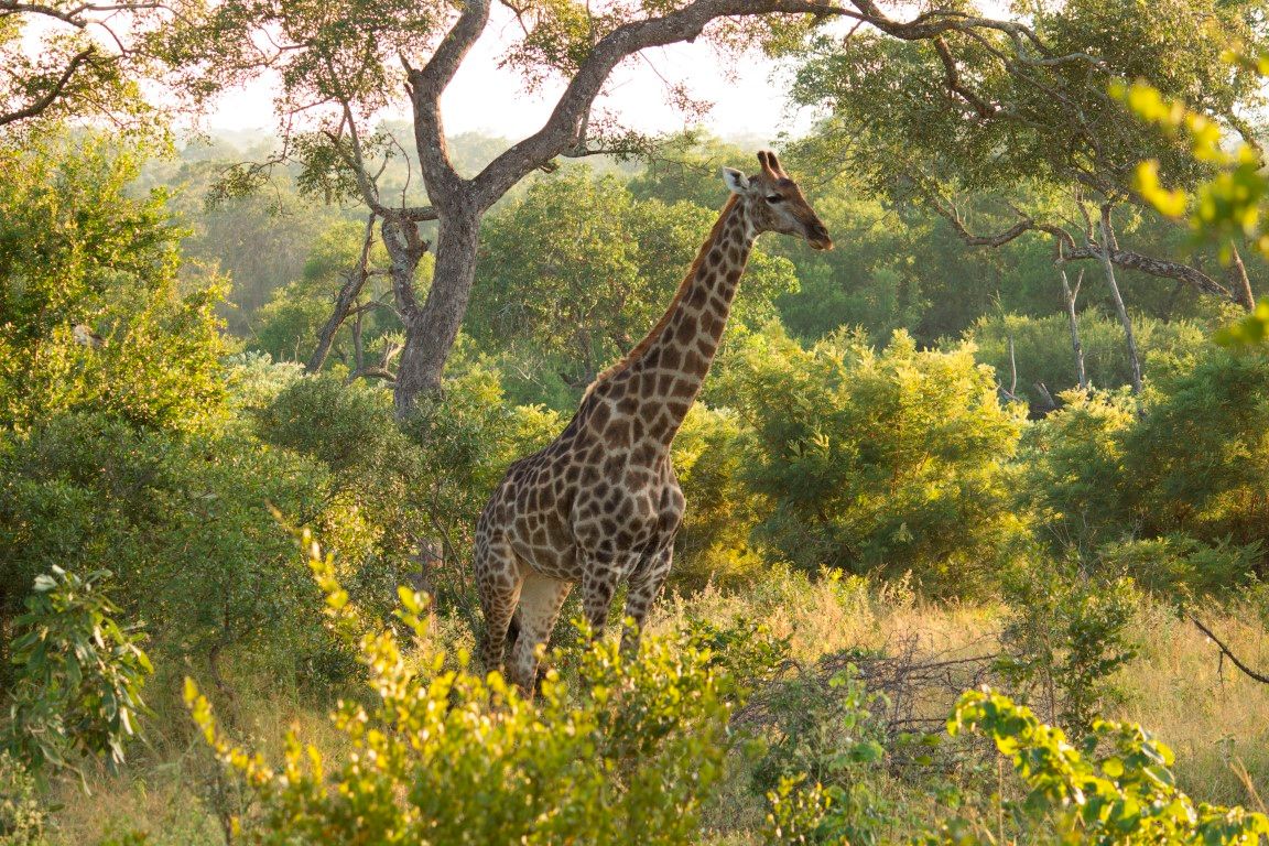 Les animaux ne sont jamais loin au Inyati Game Lodge