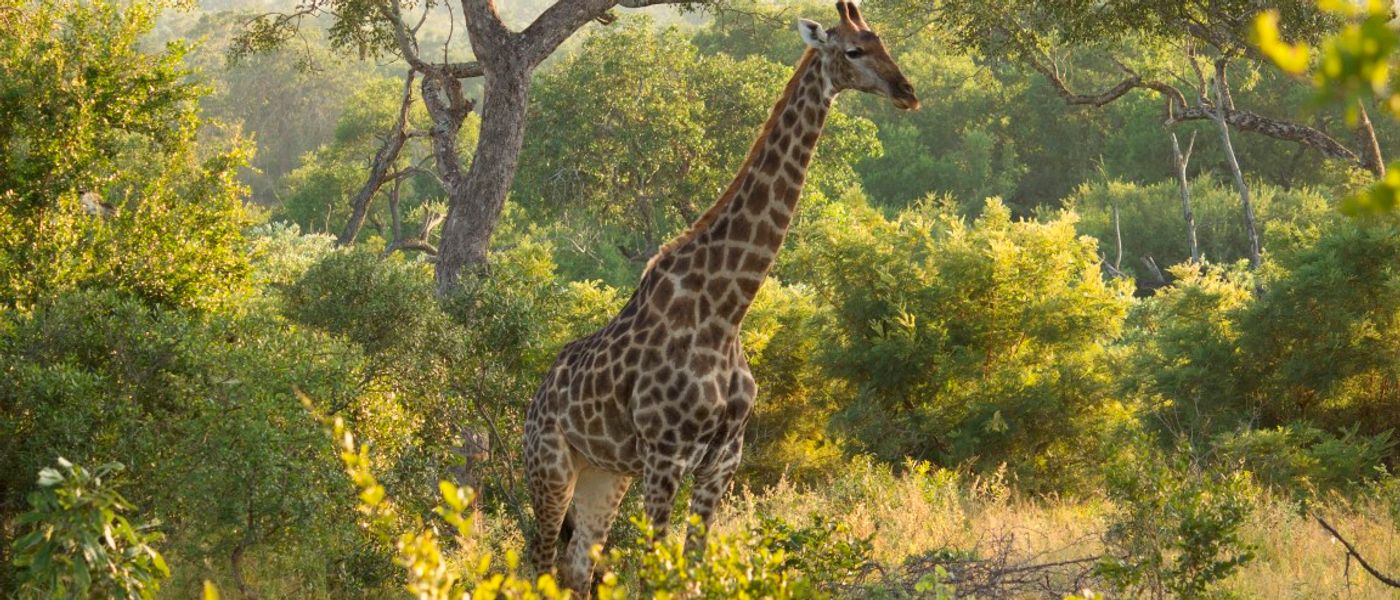 Les animaux ne sont jamais loin au Inyati Game Lodge