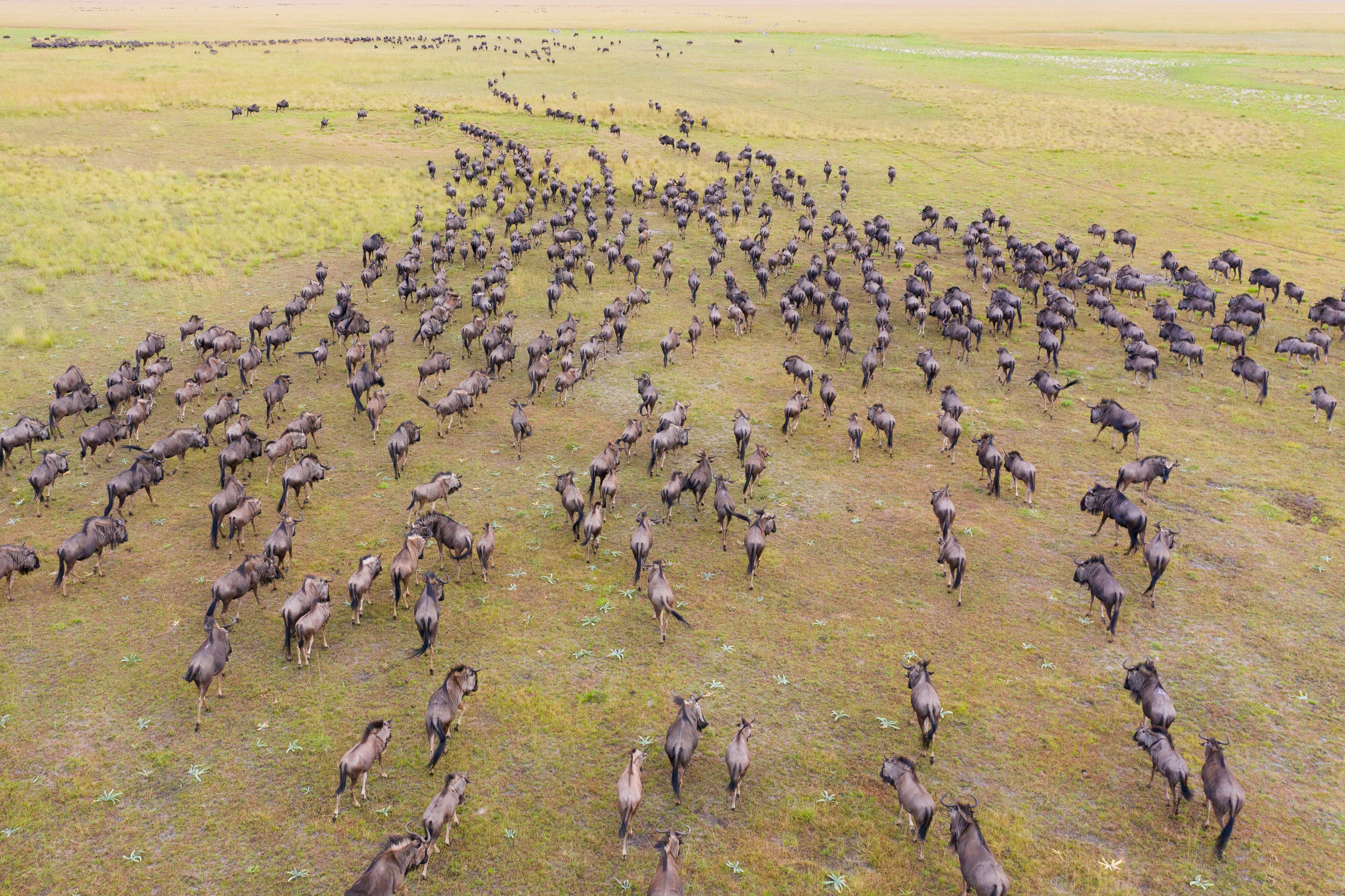 Witness The Second-Largest Wildebeest Migration in Africa