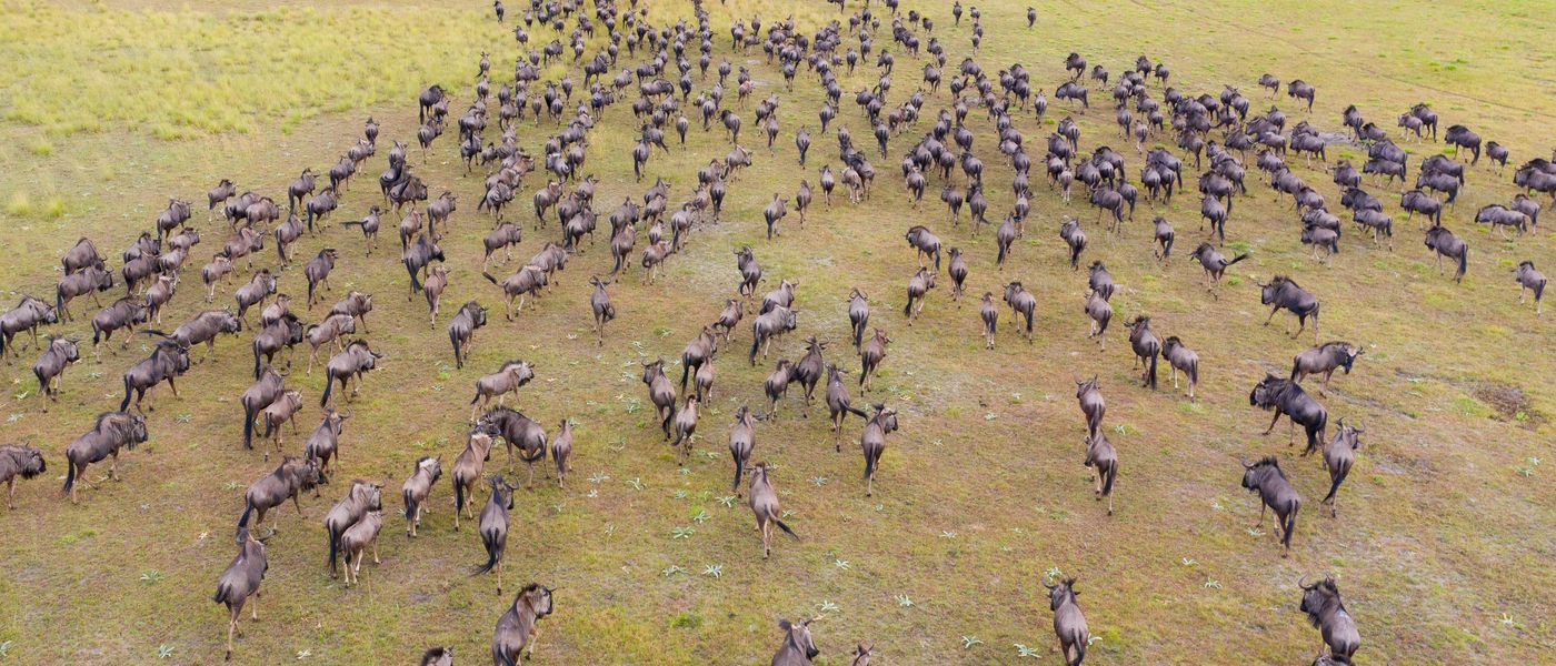 Witness The Second-Largest Wildebeest Migration in Africa