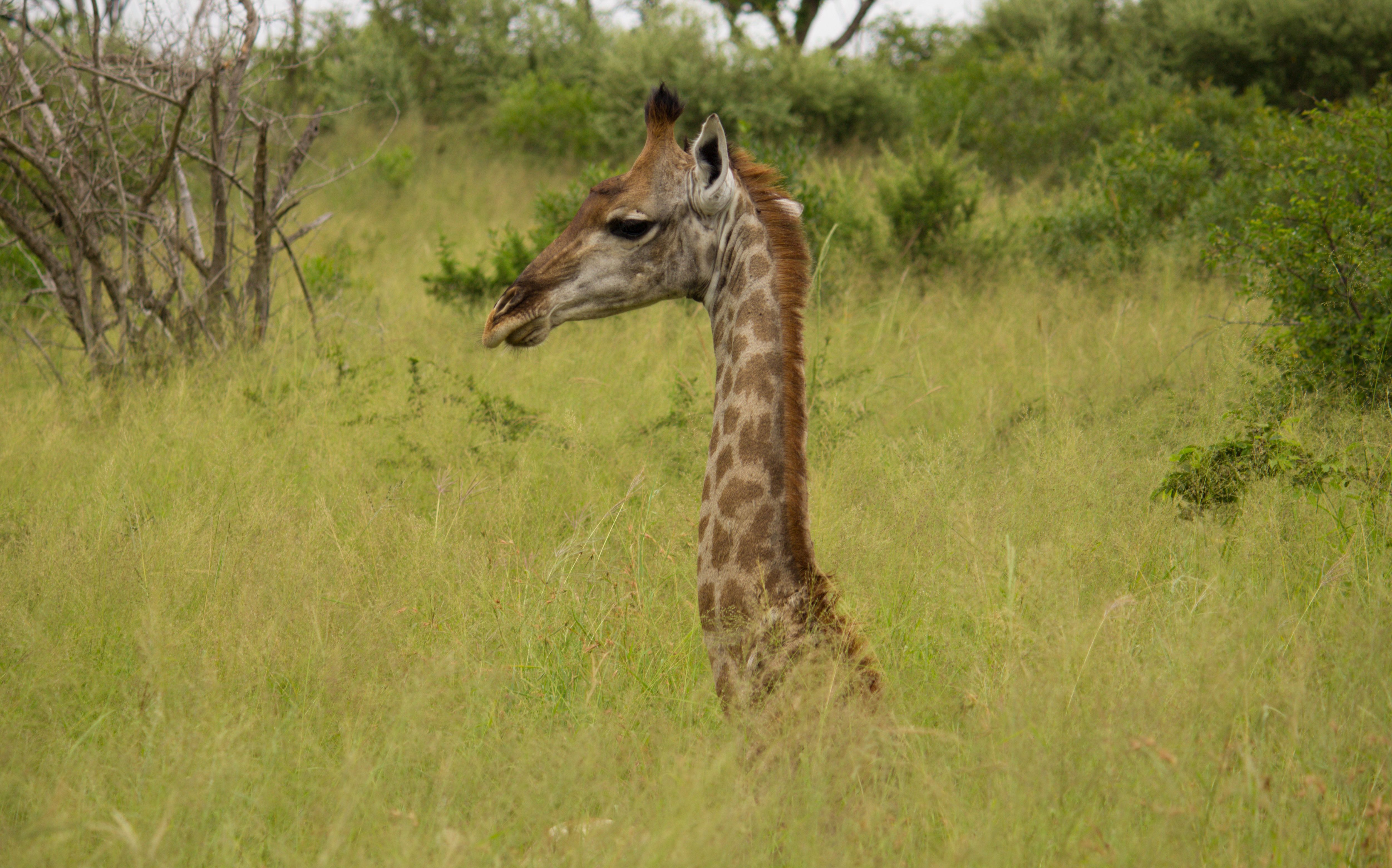 Thanda Safari Lodge – eine Safari zum Verlieben