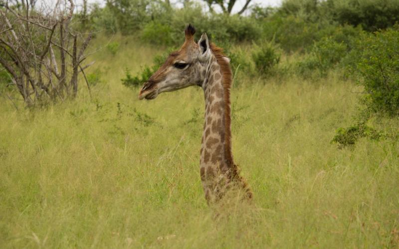 Eine sitzende Giraffe nahe der Thanda Safari Lodge