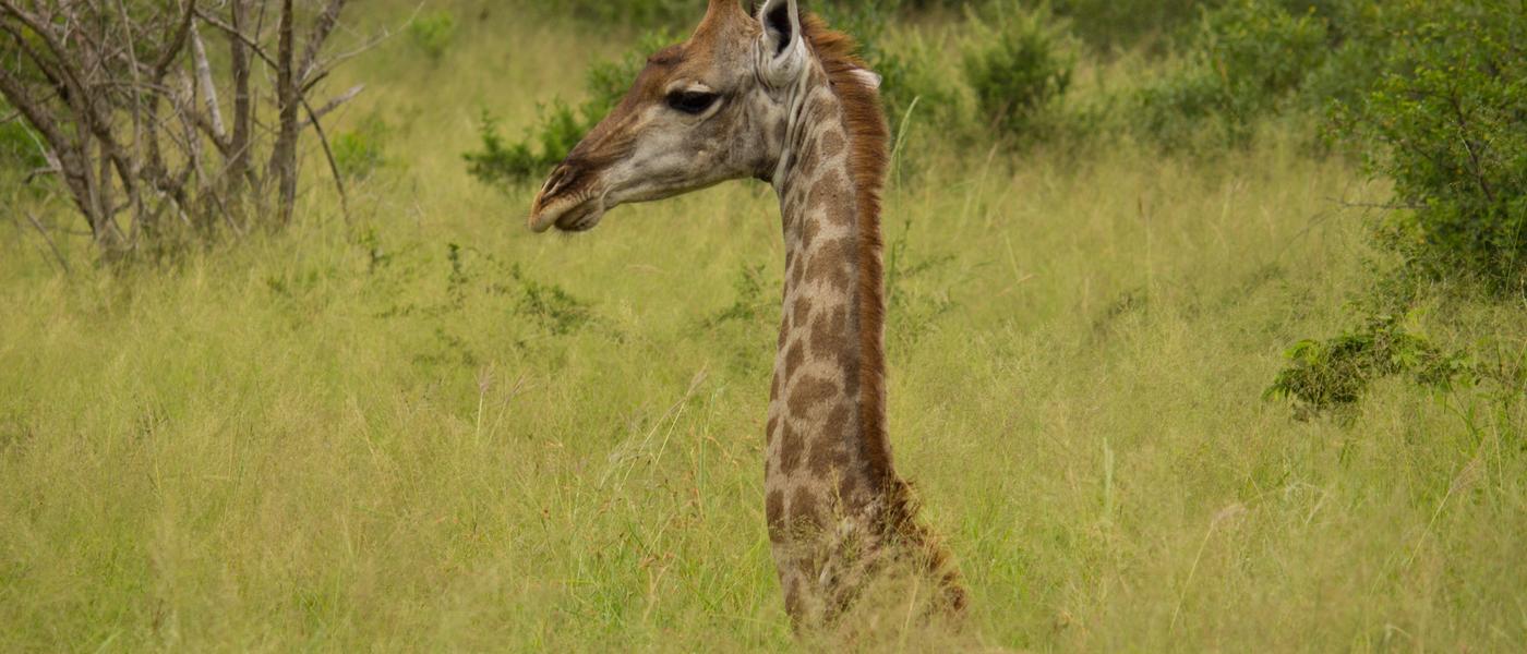 Thanda Safari Lodge – eine Safari zum Verlieben