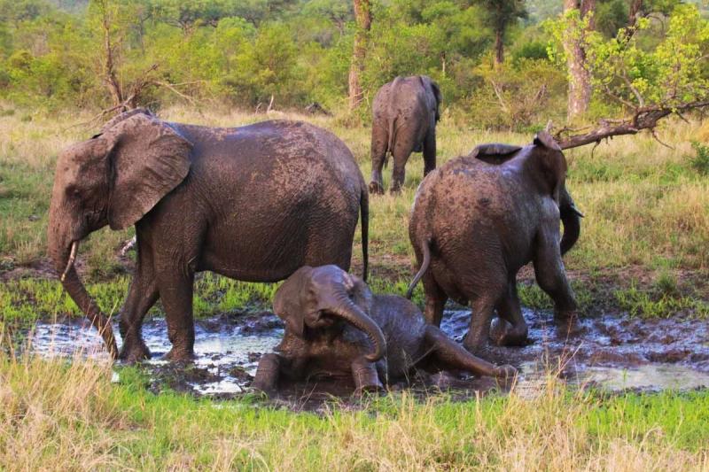 Elephants playing in the mud