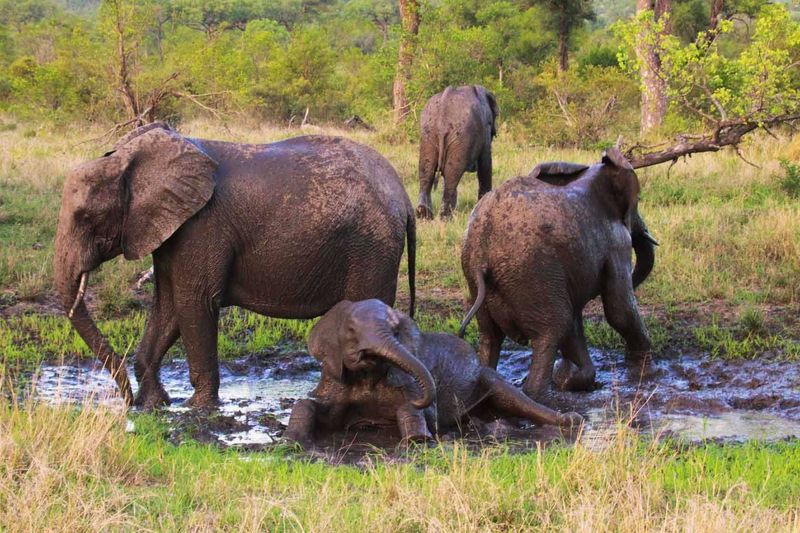 Elephants playing in the mud