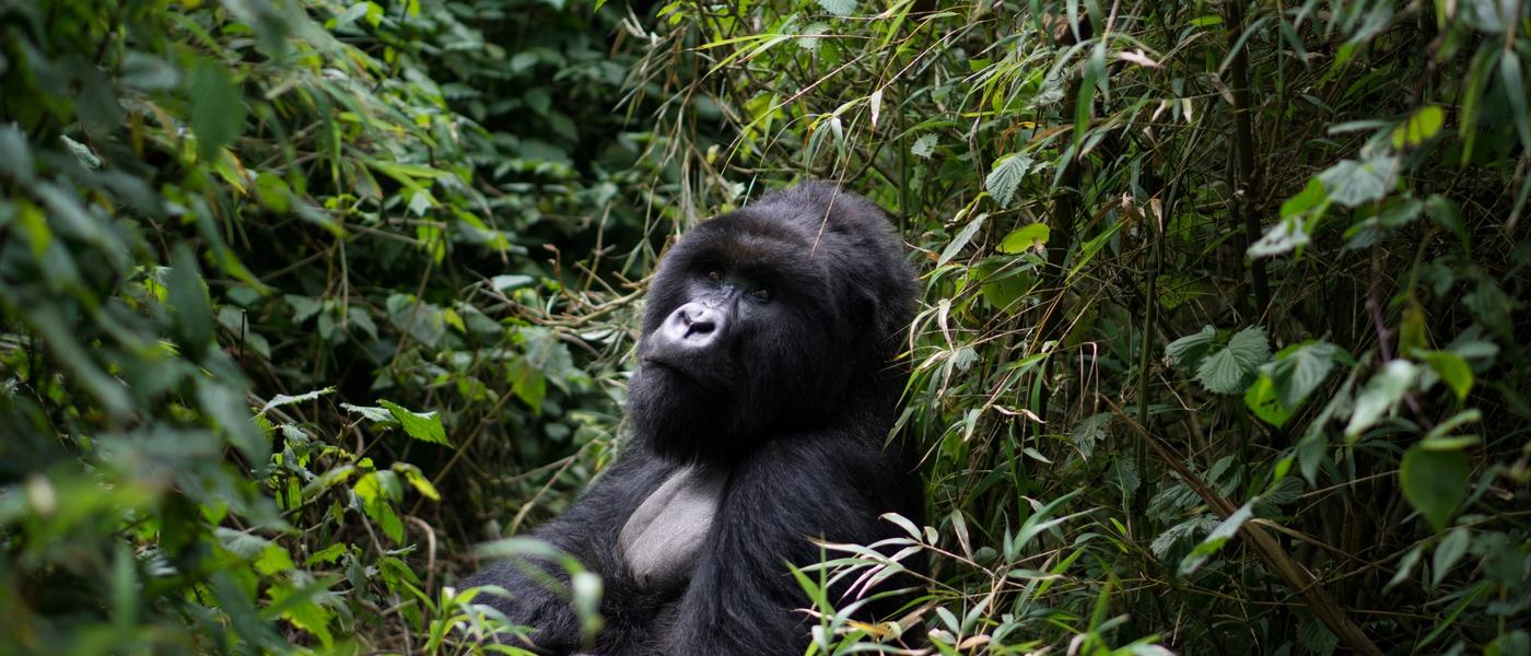 Should I Travel to Rwanda or Uganda to See Gorillas Right Now?
