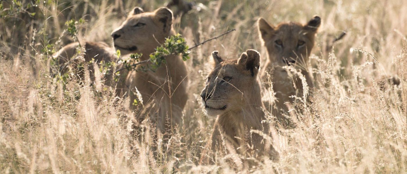 Sabi Sand Game Reserve | Animaux d'Afrique du Sud