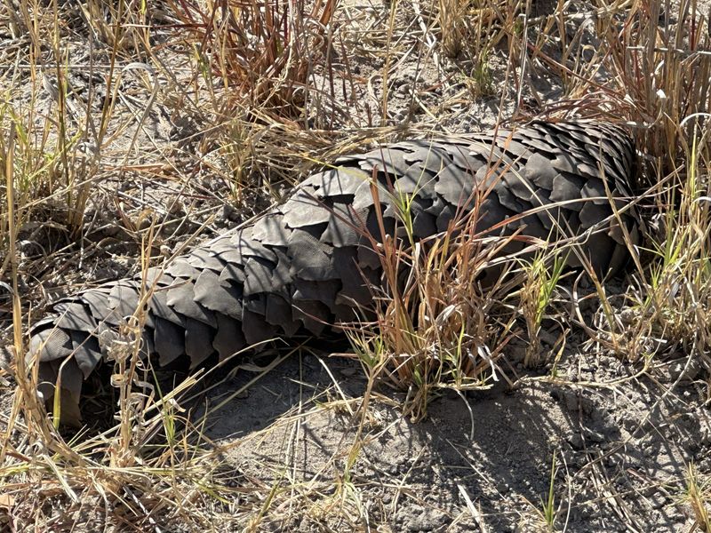 A pangolin curled among dry grass during a rare Hwange wildlife sighting.